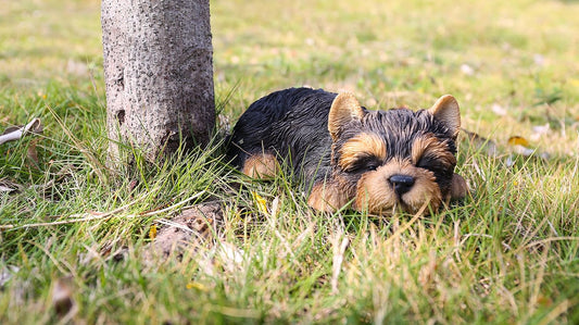 87710-M Yorkshire Terrier Puppy Sleeping Pet Pals Statue, Black
