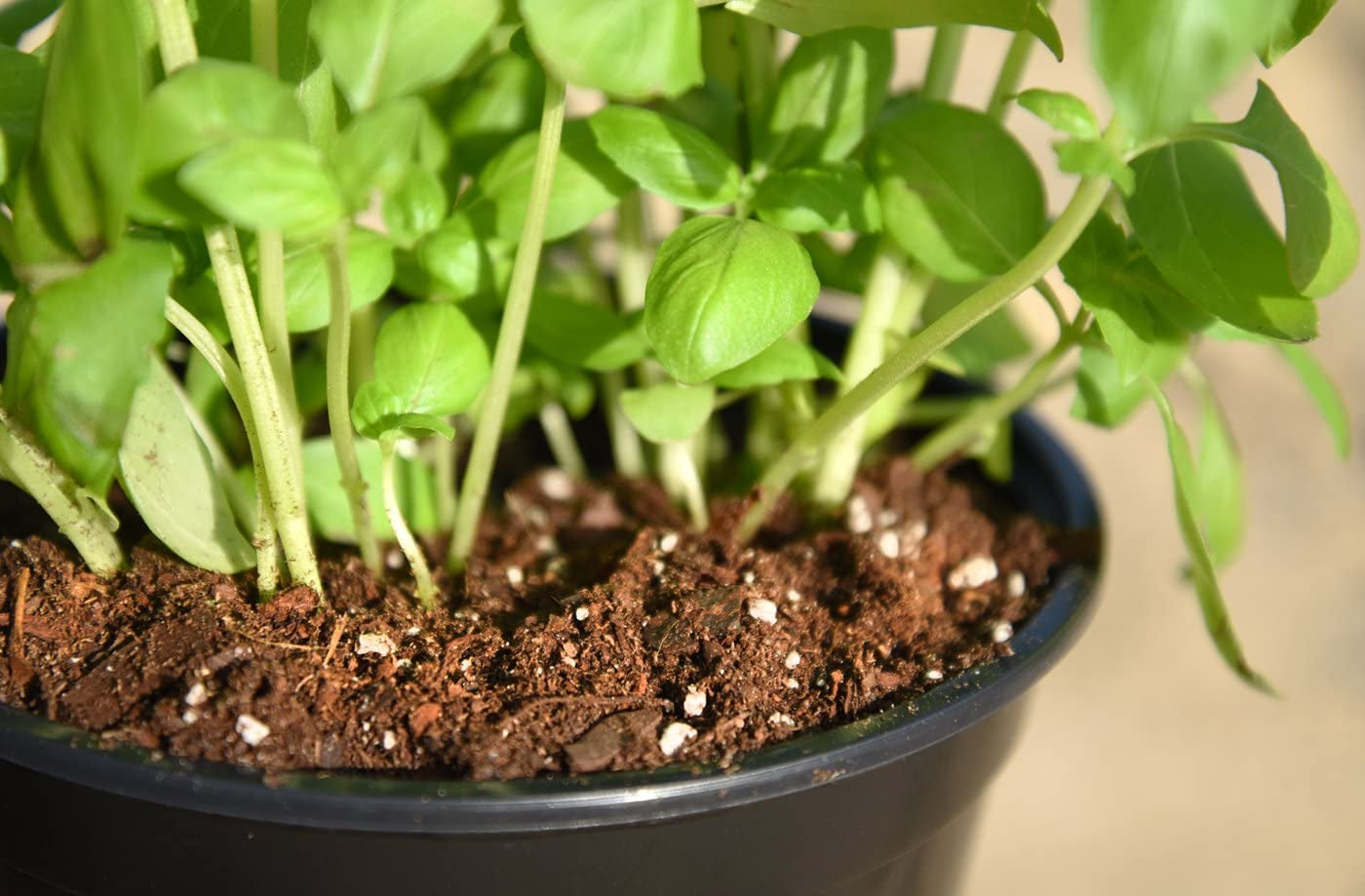 Organic Perlite by  — Add to Soil for Indoor & Outdoor Container Plants for Drainage Management and Enhanced Growth (8Qts.)