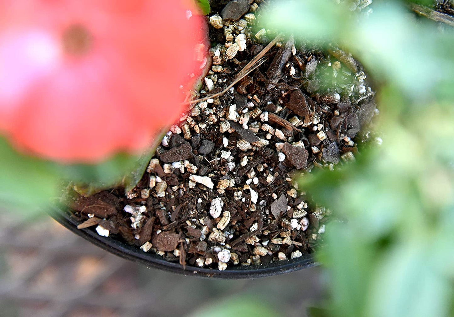 Organic Vermiculite by  - 8 Dry Quarts Natural Medium Grade Soil Additive for Potted Plants