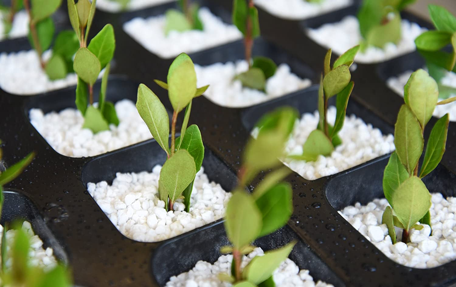 Organic Perlite by  — Add to Soil for Indoor & Outdoor Container Plants for Drainage Management and Enhanced Growth (8Qts.)